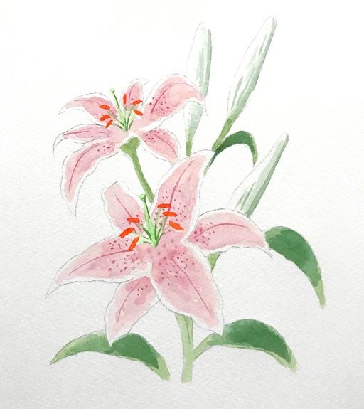 水彩でユリの花を描こう 初心者の方へ楽しく丁寧に描き方を解説 イラスト日和