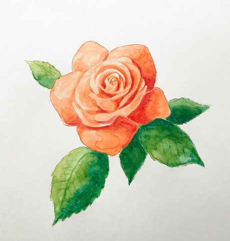 水彩でバラの花を描こう 初心者の方へ楽しく丁寧に描き方を解説 イラスト日和