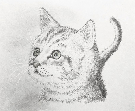 鉛筆で子猫を描こう 子猫のイラストの描き方を丁寧に解説 イラスト日和