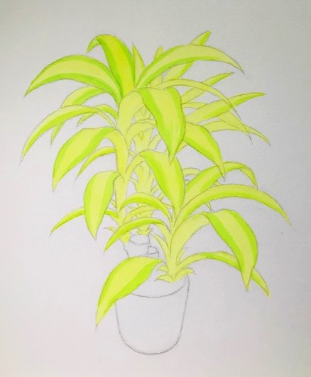 観葉植物ドラセナを描こう 人気のドラセナの描き方を丁寧に解説 イラスト日和
