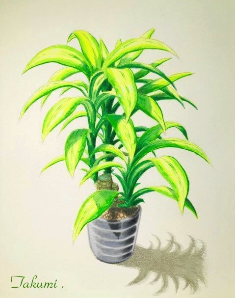 観葉植物ドラセナを描こう 人気のドラセナの描き方を丁寧に解説 イラスト日和