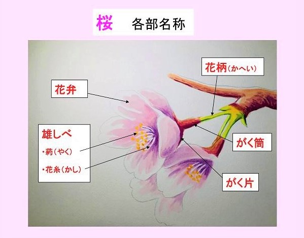 水彩で桜を描こう 可憐な桜の花の描き方を丁寧に解説 イラスト日和