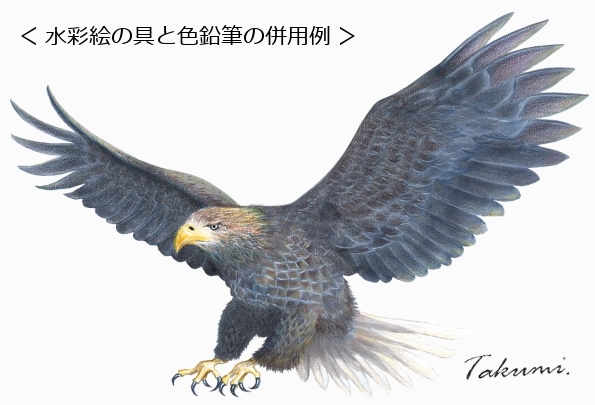 鉛筆で鷹のイラストを描こう! 飛翔する鷹の描き方を丁寧に解説! | イラスト日和