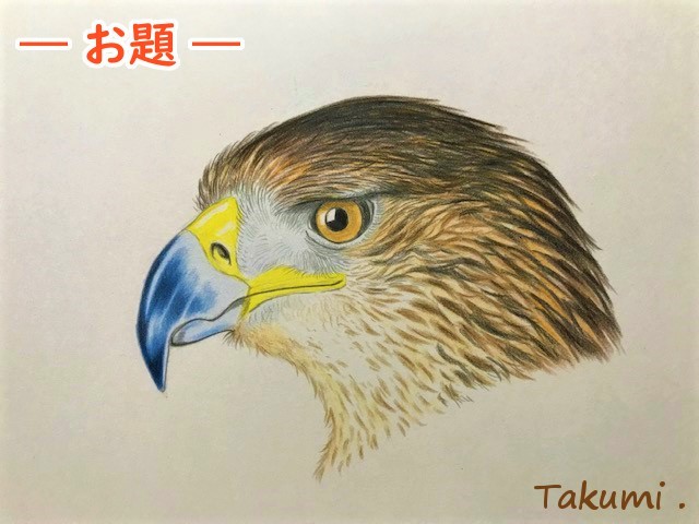 色鉛筆で鷹 タカ を描こう 人気の鷹の描き方を丁寧に解説 イラスト日和