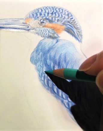 色鉛筆でカワセミを描こう カワセミ 翡翠 の描き方を丁寧に解説 イラスト日和