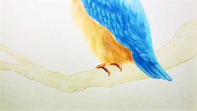 色鉛筆でカワセミを描こう カワセミ 翡翠 の描き方を丁寧に解説 イラスト日和