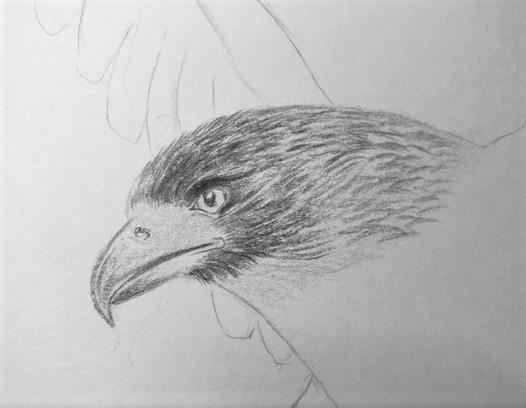 鉛筆で鷹のイラストを描こう 飛翔する鷹の描き方を丁寧に解説 イラスト日和