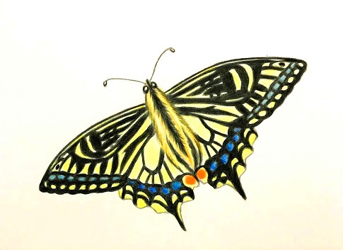 色鉛筆でアゲハ蝶を描こう 色鮮やかなアゲハの描き方を丁寧に解説 イラスト日和