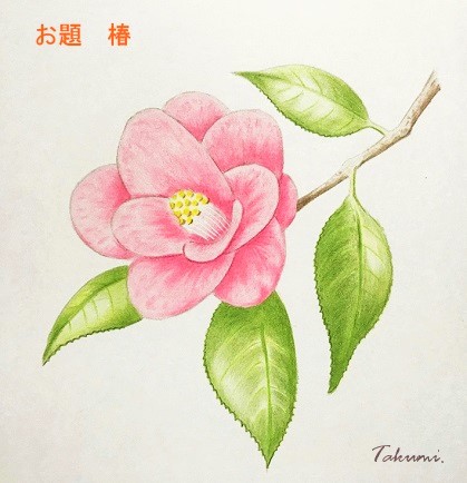 色鉛筆で椿 つばき を描こう エレガントな椿の描き方を丁寧に解説 イラスト日和