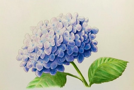 色鉛筆で紫陽花を描こう 薄紫色のアジサイの描き方を丁寧に解説 イラスト日和