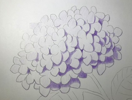 色鉛筆で紫陽花を描こう 薄紫色のアジサイの描き方を丁寧に解説 イラスト日和