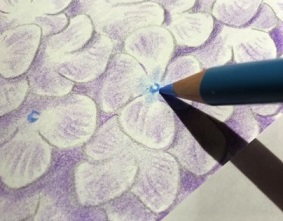 色鉛筆で紫陽花を描こう 薄紫色のアジサイの描き方を丁寧に解説 イラスト日和