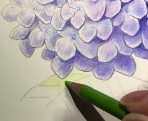 色鉛筆で紫陽花を描こう 薄紫色のアジサイの描き方を丁寧に解説 イラスト日和