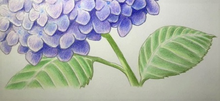 慣らす スケルトン オートメーション 紫陽花 色鉛筆 画 Ryogujo Jp