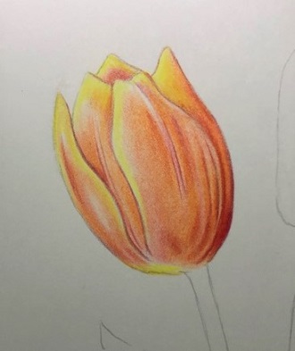 色鉛筆でチューリップを描こう チューリップの描き方を丁寧に解説 イラスト日和