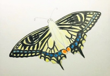 色鉛筆でアゲハ蝶を描こう 色鮮やかなアゲハの描き方を丁寧に解説 イラスト日和