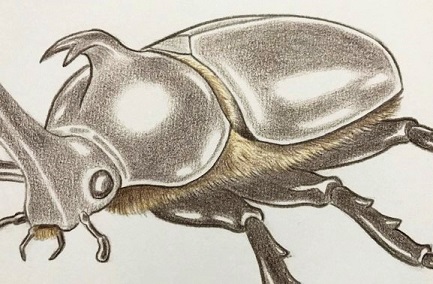 色鉛筆でカブト虫を描こう 子供に人気のカブト虫の描き方を解説 イラスト日和