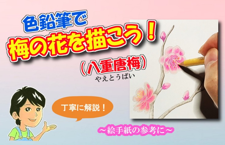 色鉛筆で梅の花を描こう！ 八重唐梅（やえとうばい）の描き方を丁寧に  