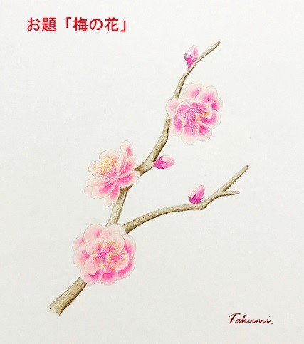 色鉛筆で梅の花を描こう 八重唐梅 やえとうばい の描き方を丁寧に解説 イラスト日和