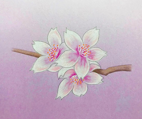 色鉛筆で桜の花を描こう 絵手紙にも使える桜の描き方を初心者の方へ丁寧に解説 イラスト日和