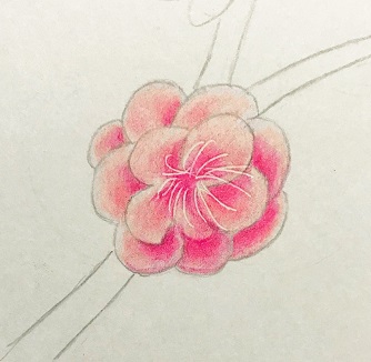 色鉛筆で梅の花を描こう 八重唐梅 やえとうばい の描き方を丁寧に解説 イラスト日和