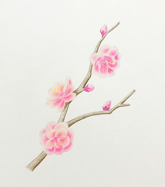 色鉛筆で梅の花を描こう 八重唐梅 やえとうばい の描き方を丁寧に解説 イラスト日和