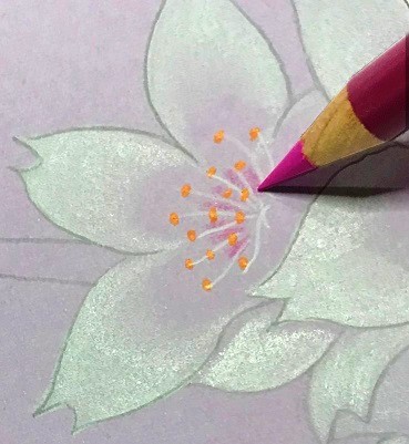 色鉛筆で桜の花を描こう 絵手紙にも使える桜の描き方を初心者の方へ丁寧に解説 イラスト日和