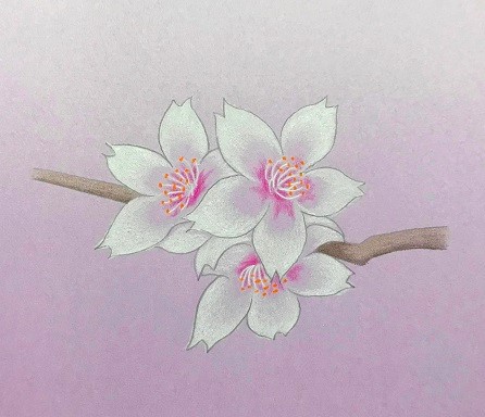 色鉛筆で桜の花を描こう 絵手紙にも使える桜の描き方を初心者の方へ丁寧に解説 イラスト日和