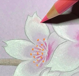 色鉛筆で桜の花を描こう 絵手紙にも使える桜の描き方を初心者の方へ丁寧に解説 イラスト日和