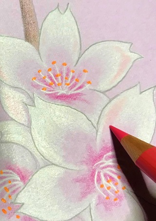 色鉛筆で桜の花を描こう 絵手紙にも使える桜の描き方を初心者の方へ丁寧に解説 イラスト日和