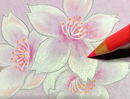 色鉛筆で桜の花を描こう 絵手紙にも使える桜の描き方を初心者の方へ丁寧に解説 イラスト日和