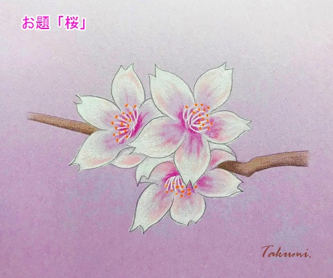 色鉛筆で桜の花を描こう 絵手紙にも使える桜の描き方を初心者の方へ丁寧に解説 イラスト日和