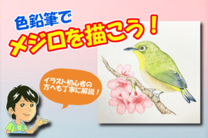 色鉛筆で桜の花を描こう 絵手紙にも使える桜の描き方を初心者の方へ丁寧に解説 イラスト日和