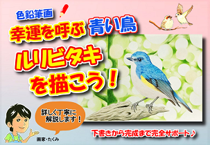 色鉛筆でカワセミを描こう カワセミ 翡翠 の描き方を丁寧に解説 イラスト日和