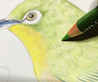 色鉛筆でメジロを描こう メジロの描き方を初心者の方へ丁寧に解説 イラスト日和