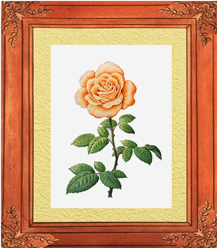 ステップアップ講座 ボタニカルアート オレンジの薔薇 イラスト日和