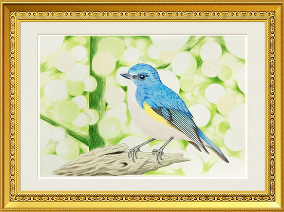 ステップアップ講座 色鉛筆で描く ルリビタキ のご案内です イラスト日和