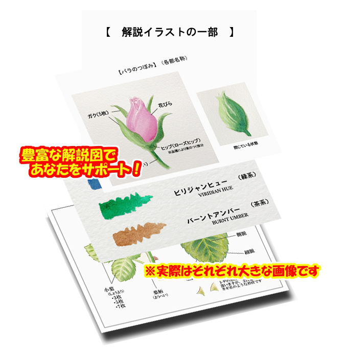 ステップアップ講座 水彩画 ピンクのバラ のご案内です イラスト日和