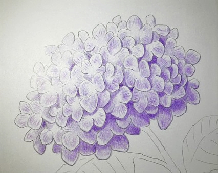 色鉛筆で紫陽花を描こう！ 薄紫色のアジサイの描き方を丁寧に解説